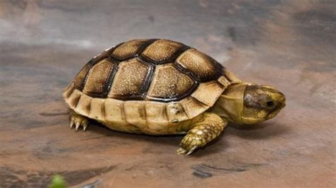  Why Did Tortoise Shell Always Crack? A Tale of Greed, Deception, and Ultimately, Humility